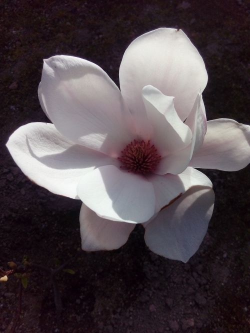 magnolia flower