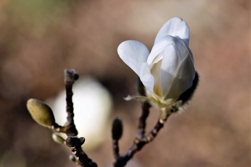 magnolia  blossom  bloom