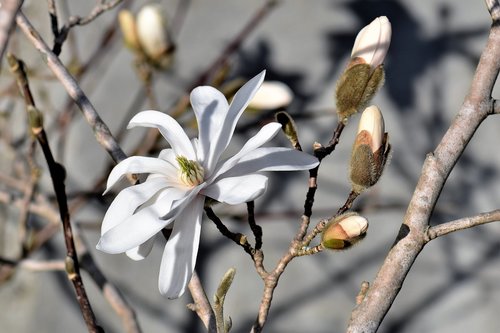 magnolia  white  bloom