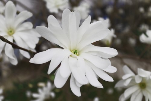 magnolia  blossom  bloom