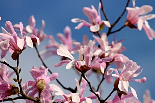 magnolia  flowers  bloom