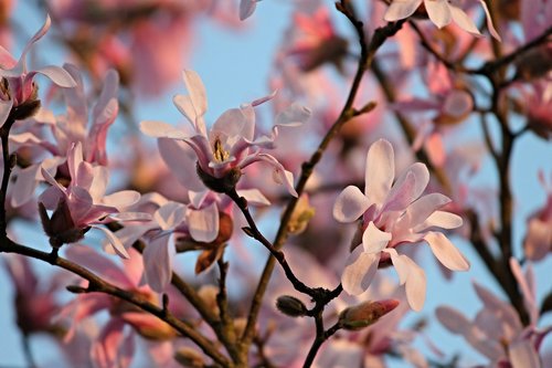 magnolia  flowers  evening sun