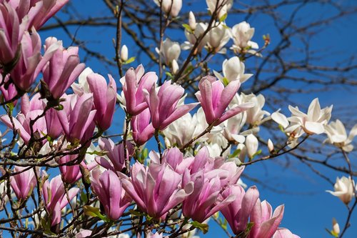 magnolia  flowers  pink