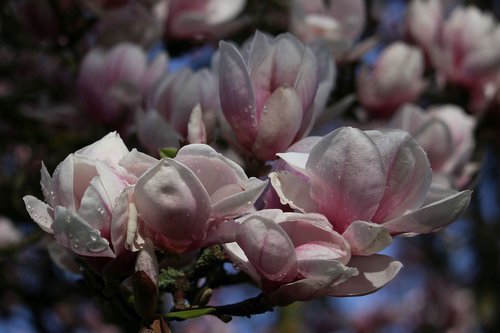 magnolia  flowers  flower