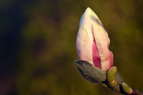 magnolia  bud  blossom