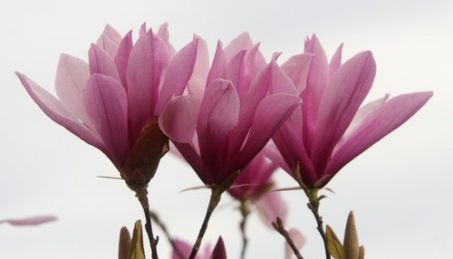 magnolia  nature  plant