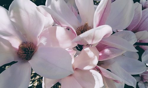 magnolia  flower  flowering