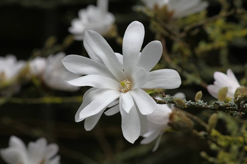magnolia  stellata  flower