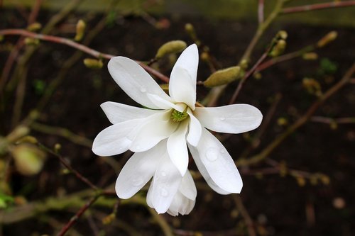 magnolia  bush  white flower