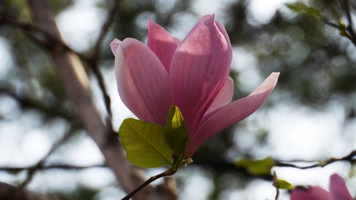 magnolia  nature  plants