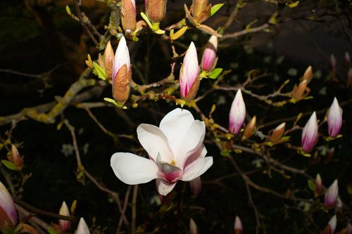 magnolia  tree  flourishing tree