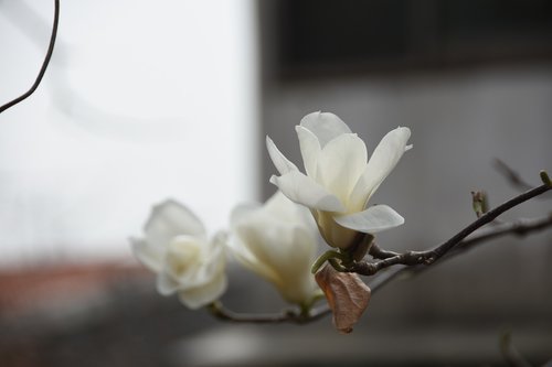 magnolia  white  nature