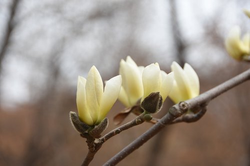 magnolia  white  nature