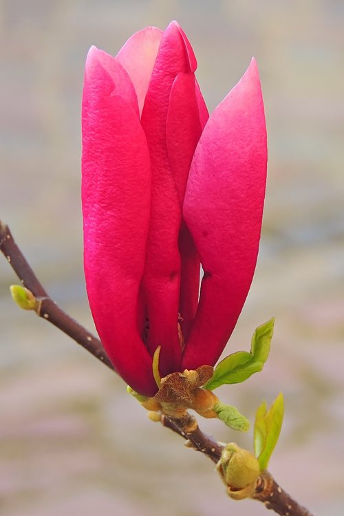 magnolia  nature  flower