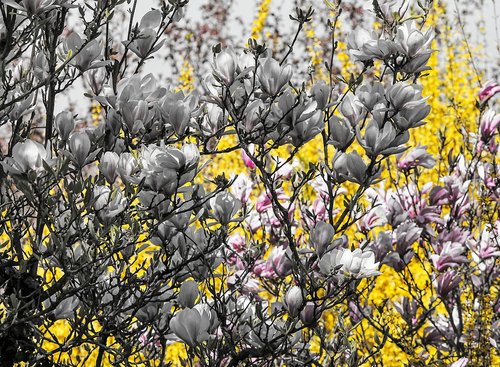 magnolia  ornamental shrub  blossom