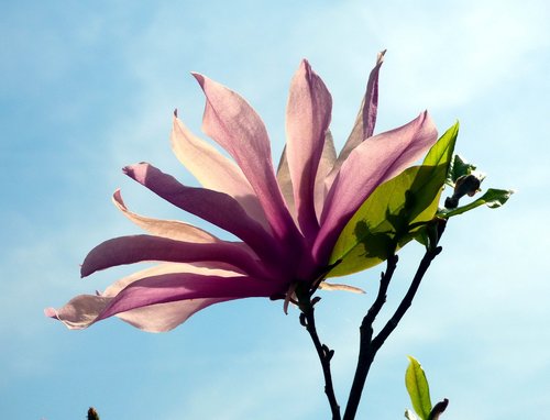 magnolia  nature  flower