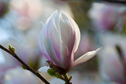 magnolia  blossom plant  nature