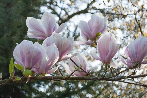 magnolia  blossom plant  nature