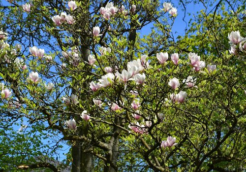 magnolia  trees  spring