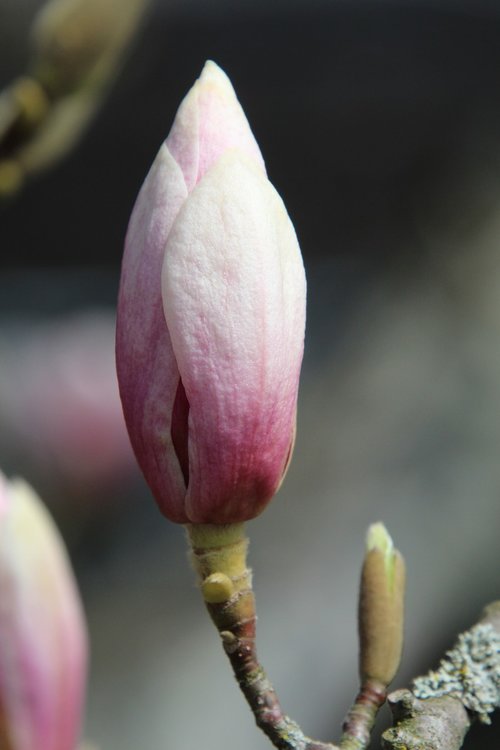 magnolia  blossom  bloom