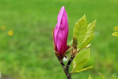 magnolia  bud  pink