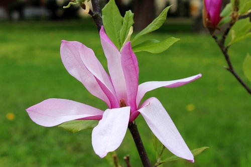magnolia  flower  full bloom