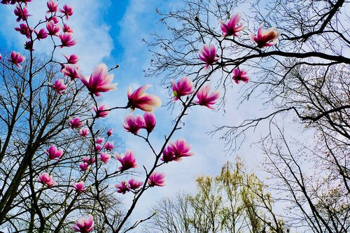magnolia  pink flower  magnolia tree