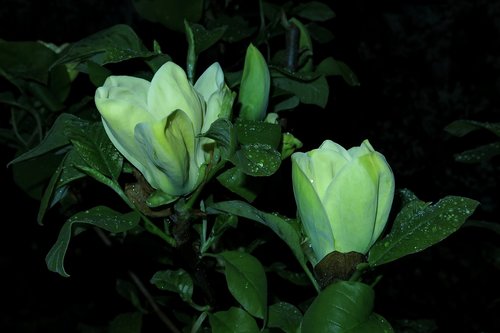 magnolia  yellow flower  flower