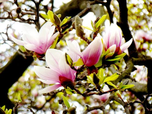 magnolia  flower  nature