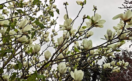magnolia  magnolia tree  spring