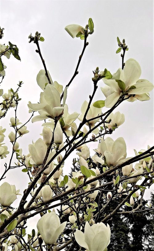 magnolia  magnolia tree  many white flowers