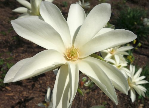 magnolia  nature  plant