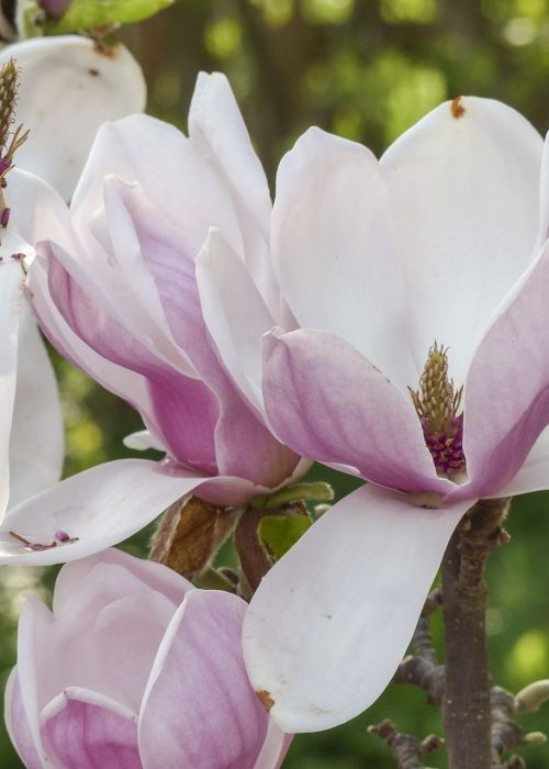 magnolia pink spring