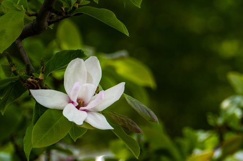 magnolia  flower  garden