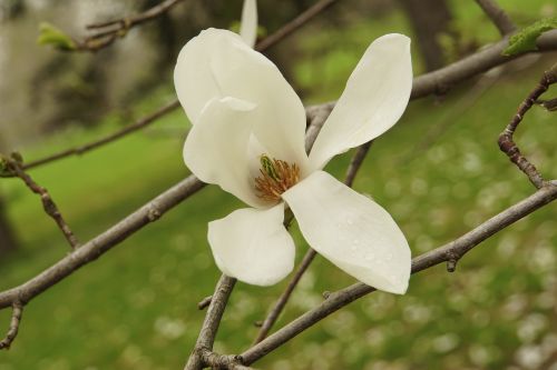 magnolia white flowering trees