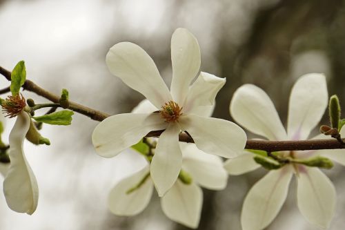 magnolia white flowering trees