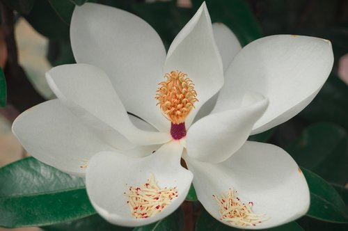 magnolia  flower  plant