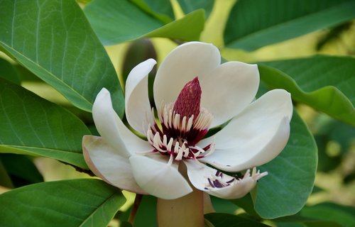 magnolia  tree  ornamental
