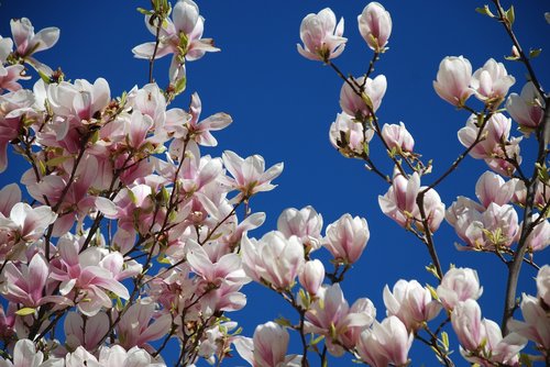 magnolia  museum  garden