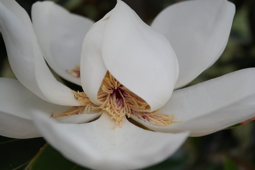 magnolia  flower  bloom