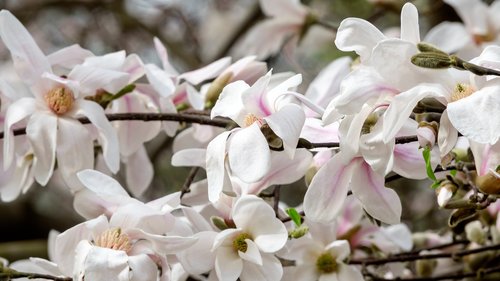 magnolia  colour  flower