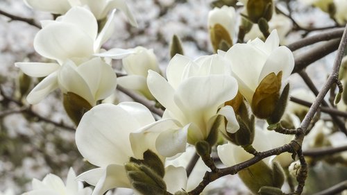 magnolia  colour  flower