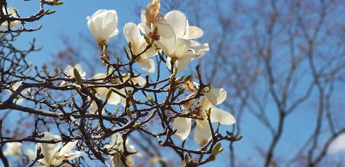 magnolia  sky  flowers