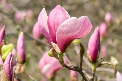 magnolia  blooms  spring