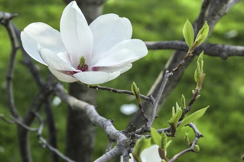 magnolia  flower  tree