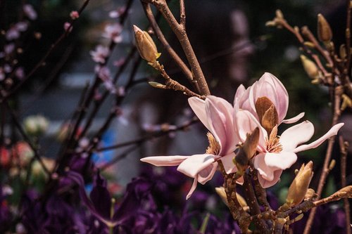 magnolia  flowers  branch