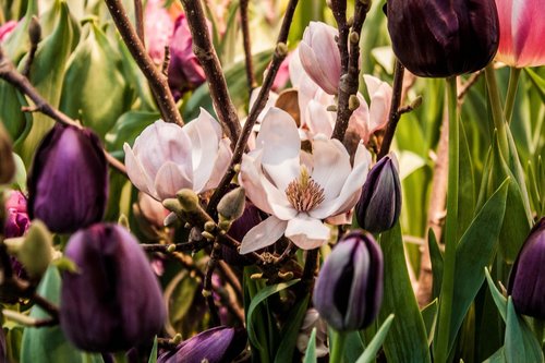 magnolia  tulip  pink