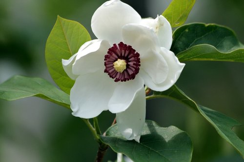 magnolia  flower  bloom