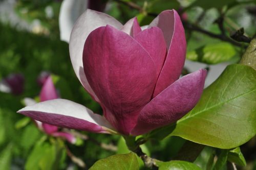 magnolia blossom bloom