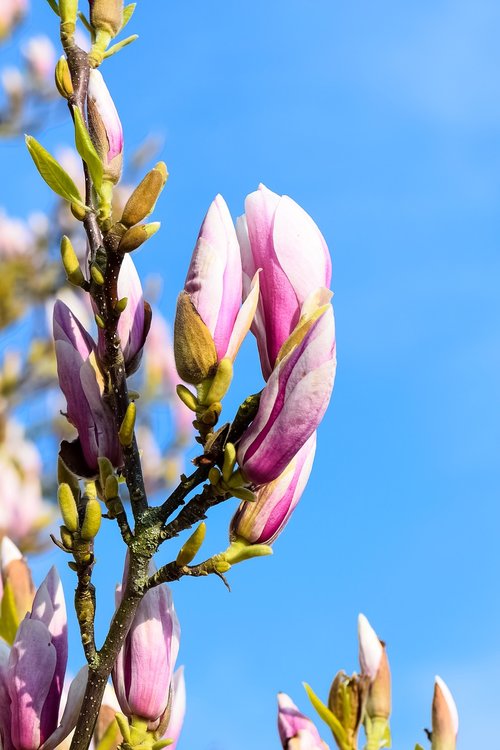 magnolia  spring  tree